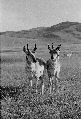 3 Antelope B&W11.jpg